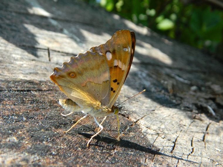 una fantastica Apatura ilia